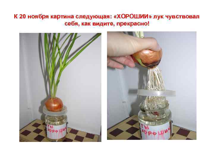 К 20 ноября картина следующая: «ХОРОШИИ» лук чувствовал себя, как видите, прекрасно! 