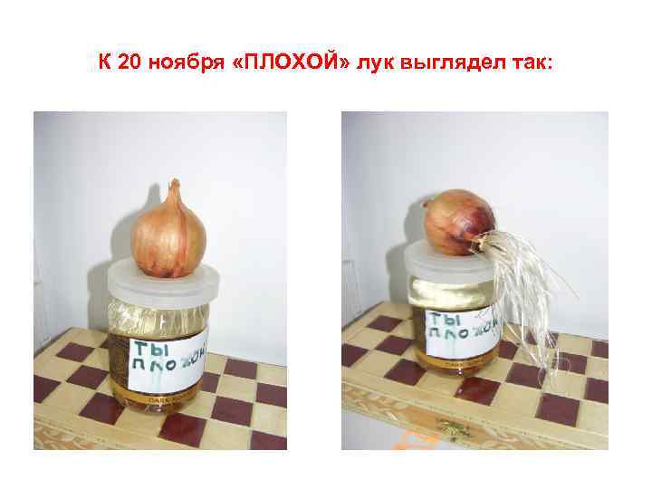 К 20 ноября «ПЛОХОЙ» лук выглядел так: 