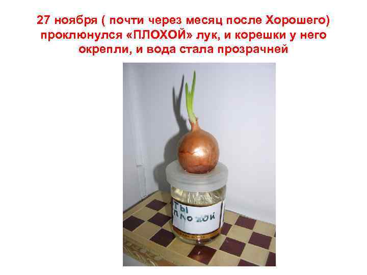 27 ноября ( почти через месяц после Хорошего) проклюнулся «ПЛОХОЙ» лук, и корешки у
