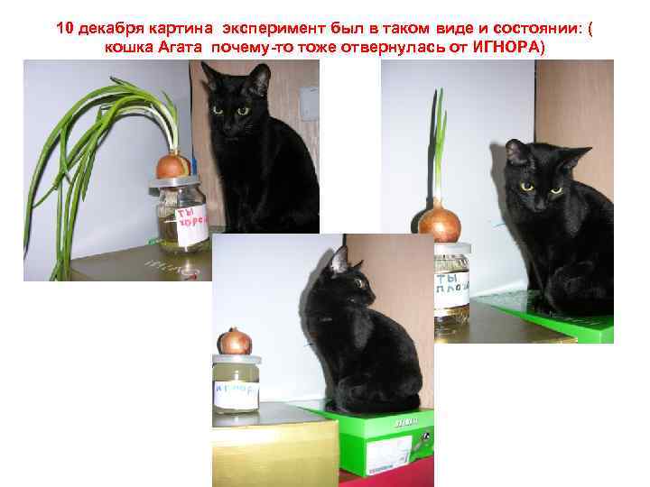 10 декабря картина эксперимент был в таком виде и состоянии: ( кошка Агата почему-то