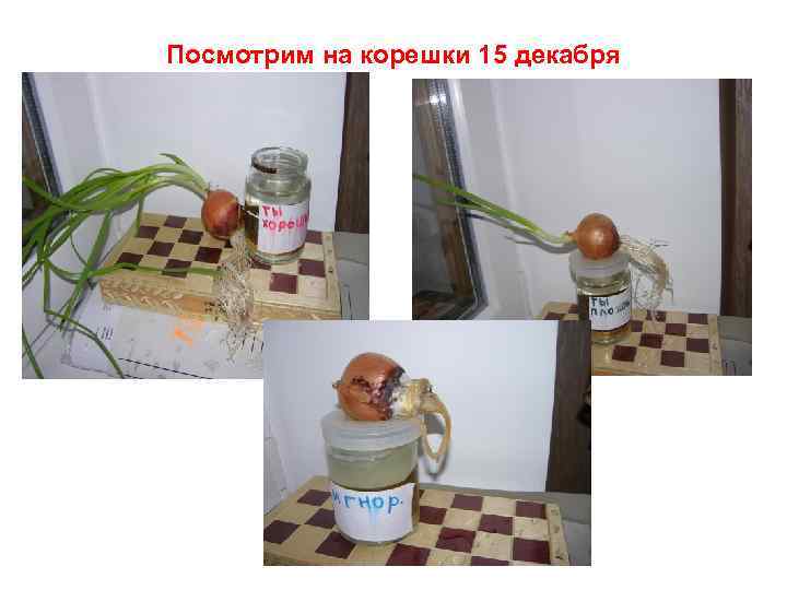 Посмотрим на корешки 15 декабря 