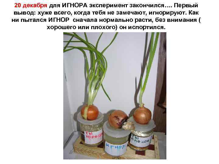 20 декабря для ИГНОРА эксперимент закончился…. Первый вывод: хуже всего, когда тебя не замечают,