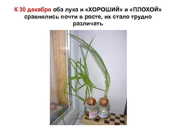 К 30 декабря оба лука и «ХОРОШИЙ» и «ПЛОХОЙ» сравнялись почти в росте, их