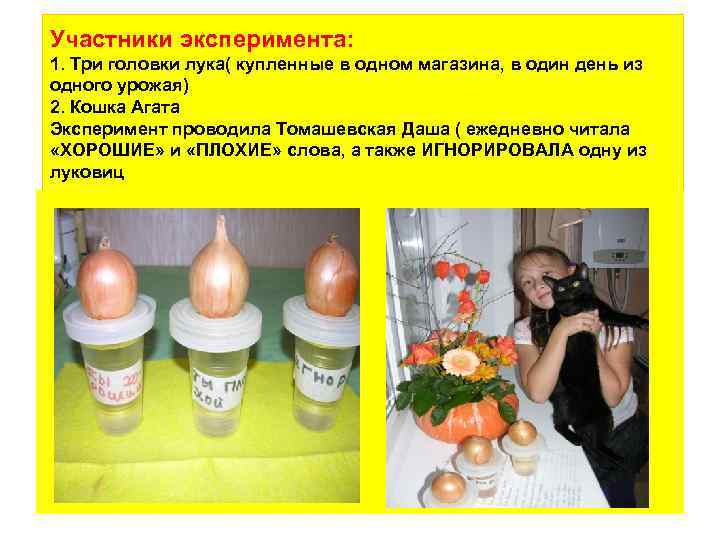 Участники эксперимента: 1. Три головки лука( купленные в одном магазина, в один день из