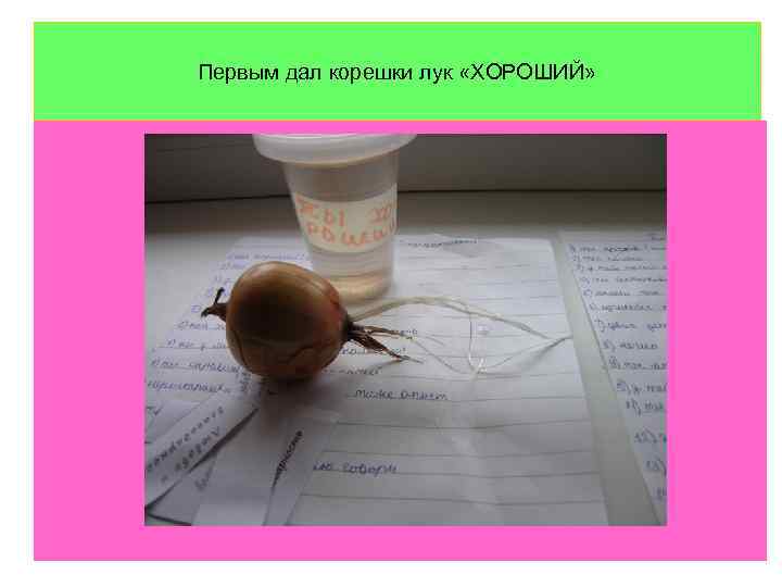 Первым дал корешки лук «ХОРОШИЙ» 