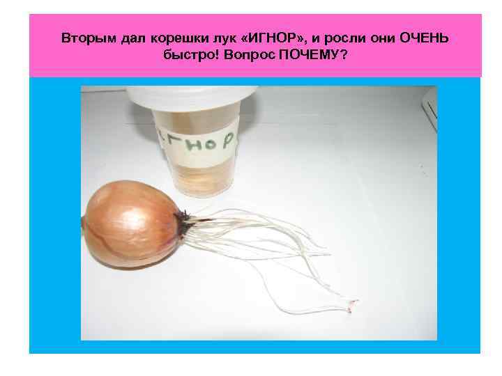 Вторым дал корешки лук «ИГНОР» , и росли они ОЧЕНЬ быстро! Вопрос ПОЧЕМУ? 