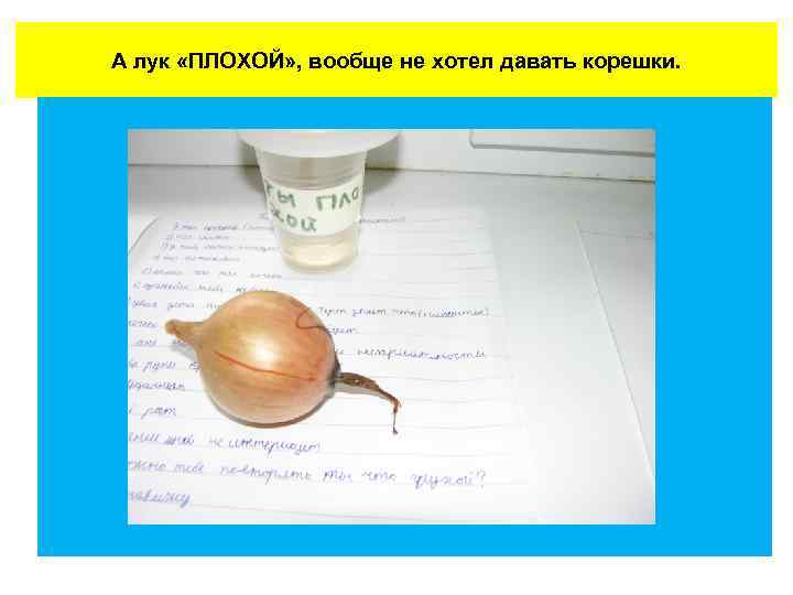 А лук «ПЛОХОЙ» , вообще не хотел давать корешки. 