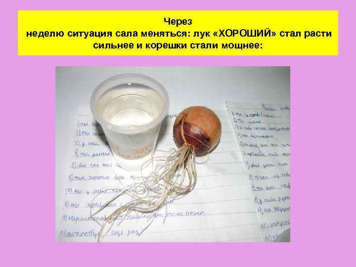 Через неделю ситуация сала меняться: лук «ХОРОШИЙ» стал расти сильнее и корешки стали мощнее: