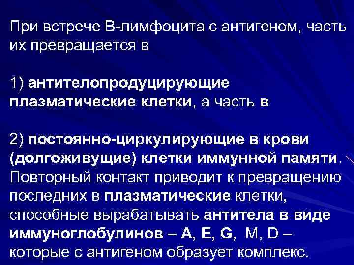 При встрече В лимфоцита с антигеном, часть их превращается в 1) антителопродуцирующие плазматические клетки,