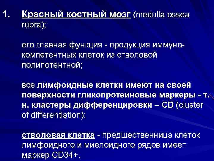 1. Красный костный мозг (medulla ossea rubra); его главная функция продукция иммуно компетентных клеток