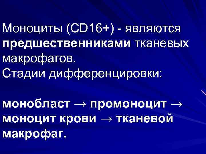 Моноциты (CD 16+) являются предшественниками тканевых макрофагов. Стадии дифференцировки: монобласт → промоноцит → моноцит