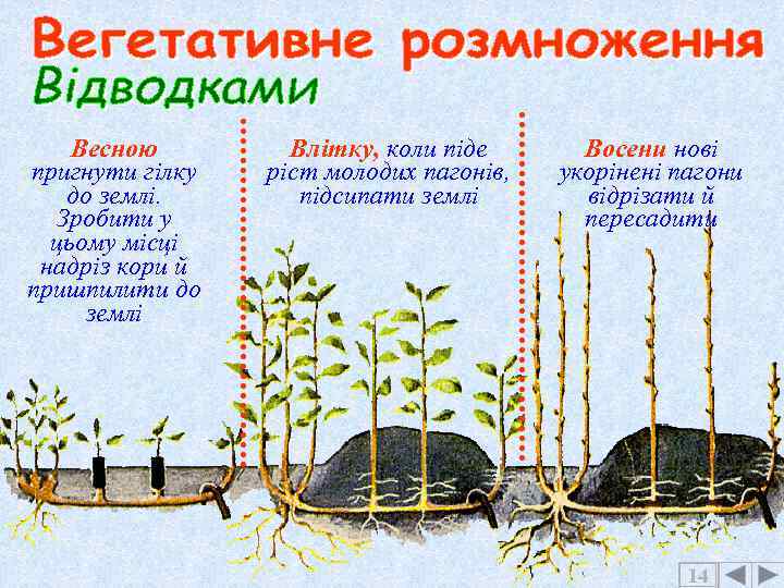 Весною пригнути гілку до землі. Зробити у цьому місці надріз кори й пришпилити до