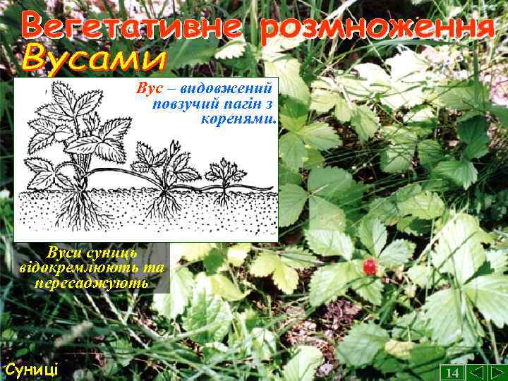 Вус – видовжений повзучий пагін з коренями. Вуси суниць відокремлюють та пересаджують Суниці 14