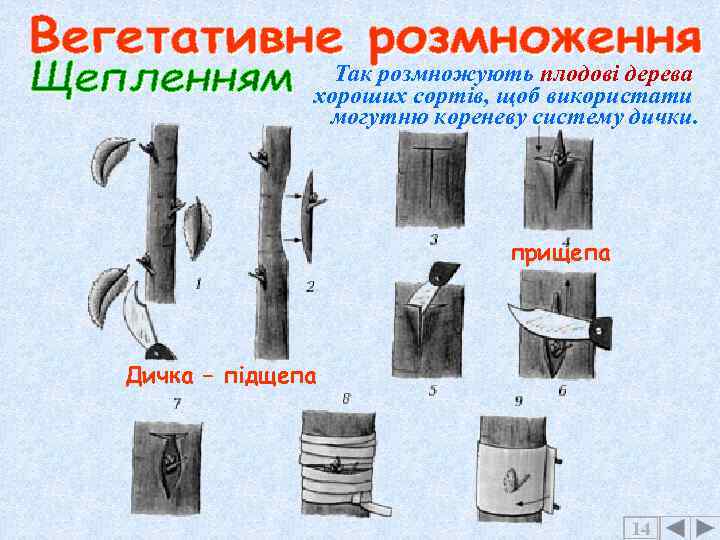 Так розмножують плодові дерева хороших сортів, щоб використати могутню кореневу систему дички. прищепа Дичка