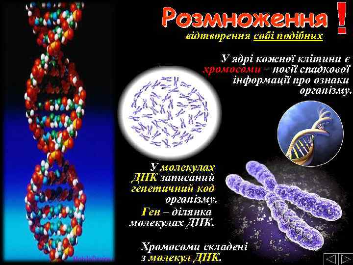 відтворення собі подібних У ядрі кожної клітини є хромосоми – носії спадкової інформації про