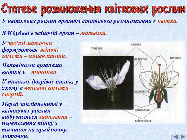 У квіткових рослин органом статевого розмноження є квітка. В її будові є жіночій орган