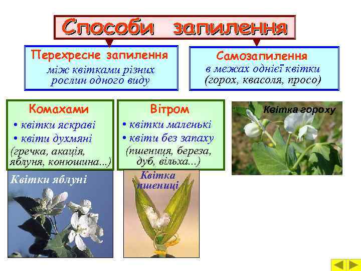 Перехресне запилення між квітками різних рослин одного виду Самозапилення в межах однієї квітки (горох,