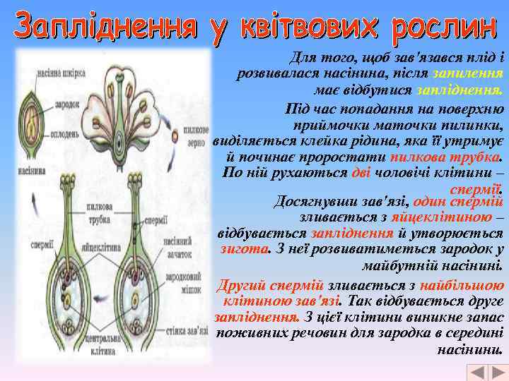 Для того, щоб зав'язався плід і розвивалася насінина, після запилення має відбутися запліднення. Під