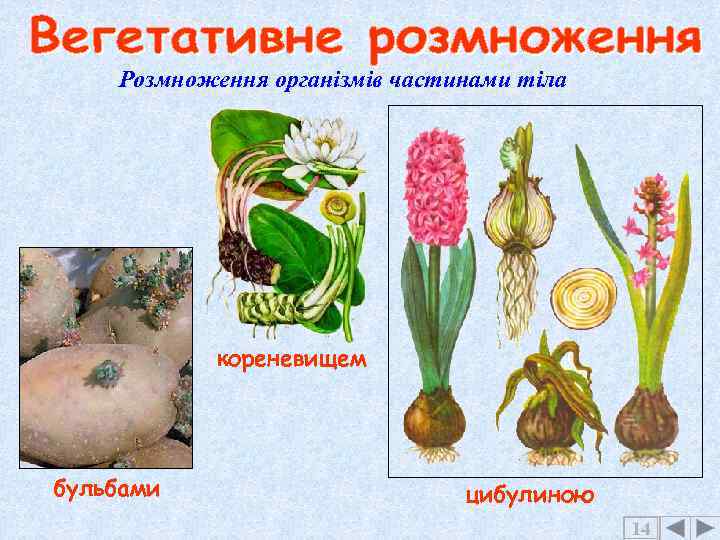 Розмноження організмів частинами тіла кореневищем бульбами цибулиною 14 