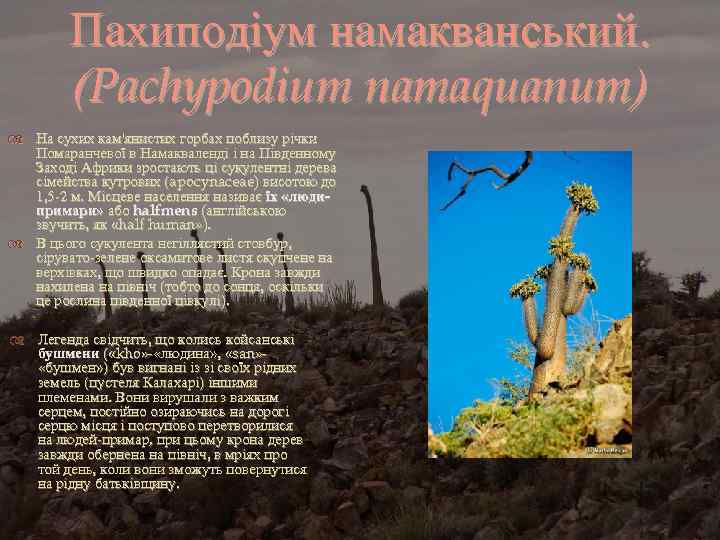 Пахиподіум намакванський. (Pachypodium namaquanum) На сухих кам'янистих горбах поблизу річки Помаранчевої в Намакваленді і