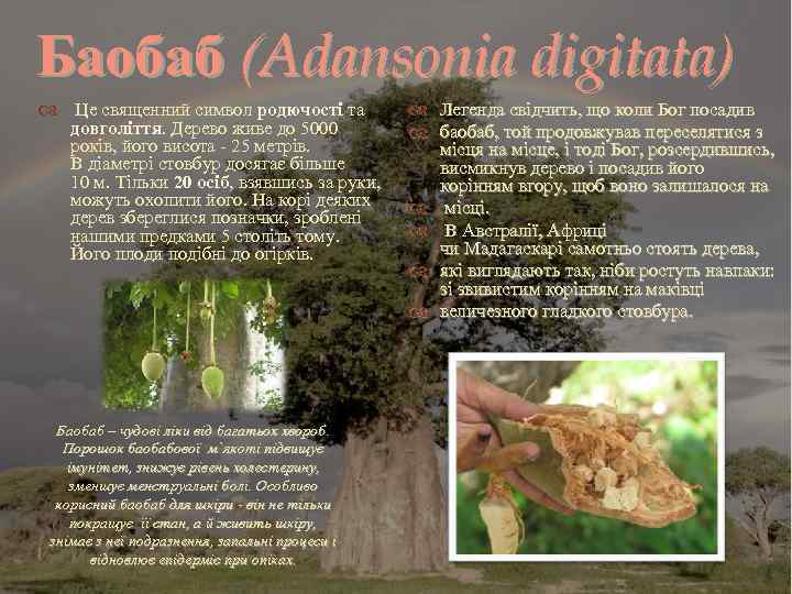 Баобаб (Adansonia digitata) Це священний символ родючості та довголіття. Дерево живе до 5000 років,