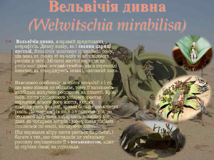 Вельвічія дивна (Welwitschia mirabilisa) Вельвічія дивна, яскравий представник ксерофітів. Дивну назву, як і звання