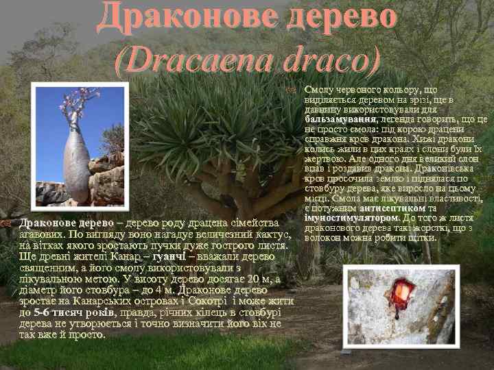 Драконове дерево (Dracaena draco) Смолу червоного кольору, що виділяється деревом на зрізі, ще в