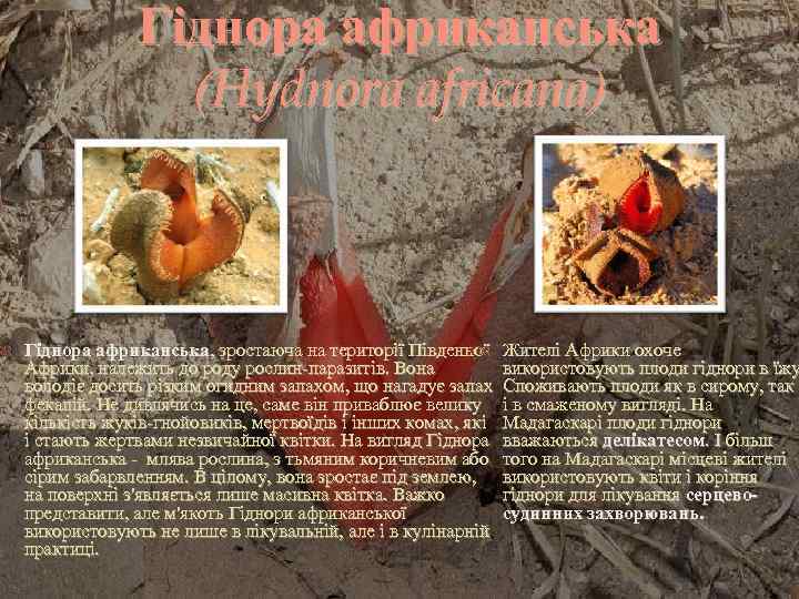 Гіднора африканська (Hydnora africana) Гіднора африканська, зростаюча на території Південної Жителі Африки охоче Африки,