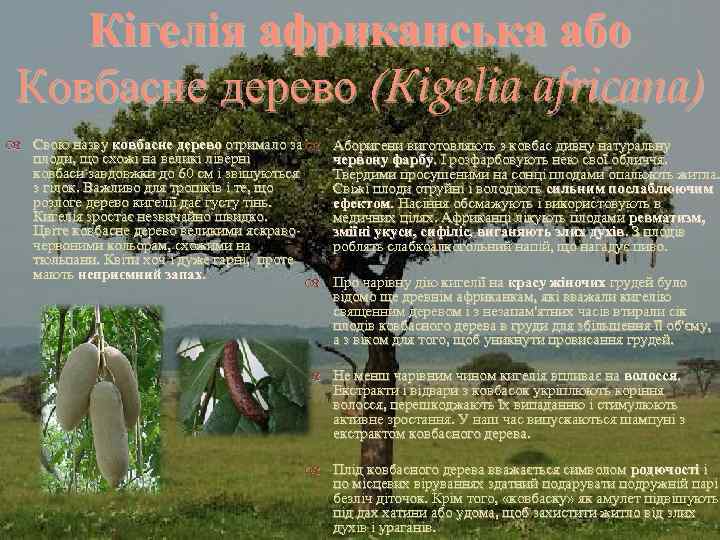 Кігелія африканська або Ковбасне дерево (Кigelia africana) Свою назву ковбасне дерево отримало за плоди,