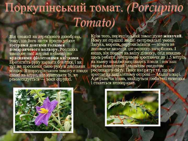 Поркупінський томат. (Porcupino Tomato) Він схожий на дерев'яного дикобраза, тому, що його листя просто