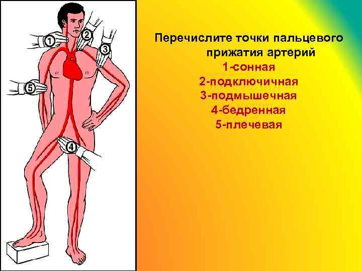 Перечислите точки пальцевого прижатия артерий 1 -сонная 2 -подключичная 3 -подмышечная 4 -бедренная 5