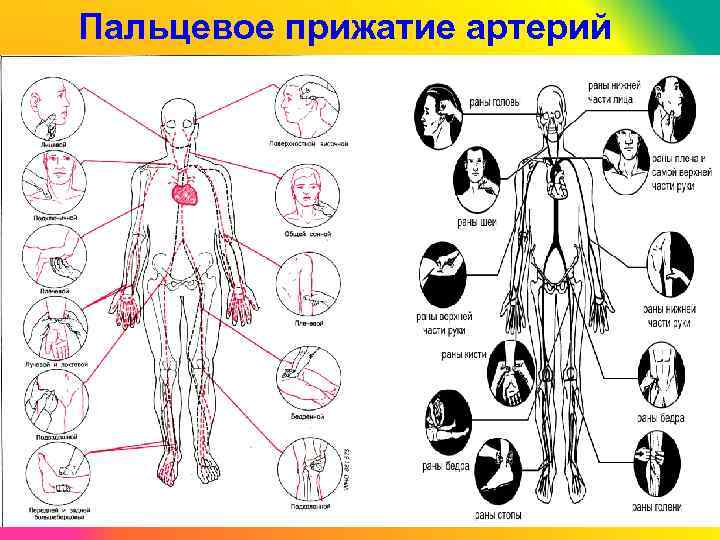 Пальцевое прижатие артерий C 26 