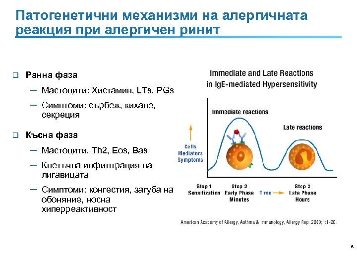 Патогенетични механизми на алергичната реакция при алергичен ринит q Ранна фаза ─ Мастоцити: Хистамин,