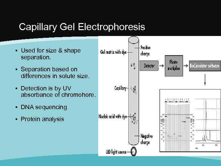 Capillary Gel Electrophoresis ▪ Used for size & shape separation. ▪ Separation based on