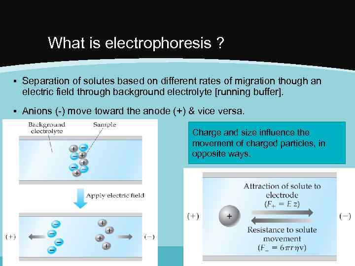 What is electrophoresis ? ▪ Separation of solutes based on different rates of migration