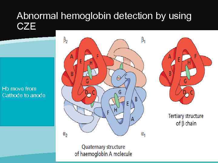 Abnormal hemoglobin detection by using CZE Hb move from Cathode to anode 
