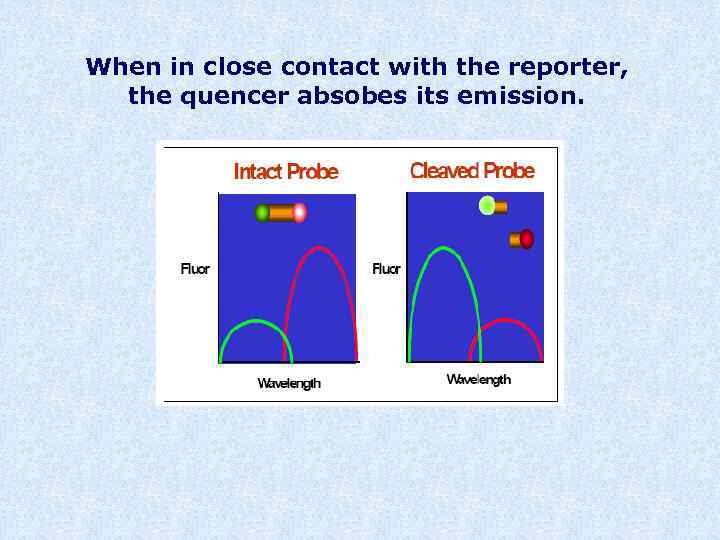 When in close contact with the reporter, the quencer absobes its emission. 