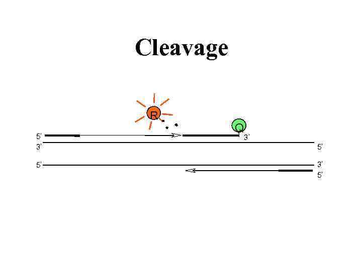 Cleavage R 5 Q 3 3 5 5 3 5 