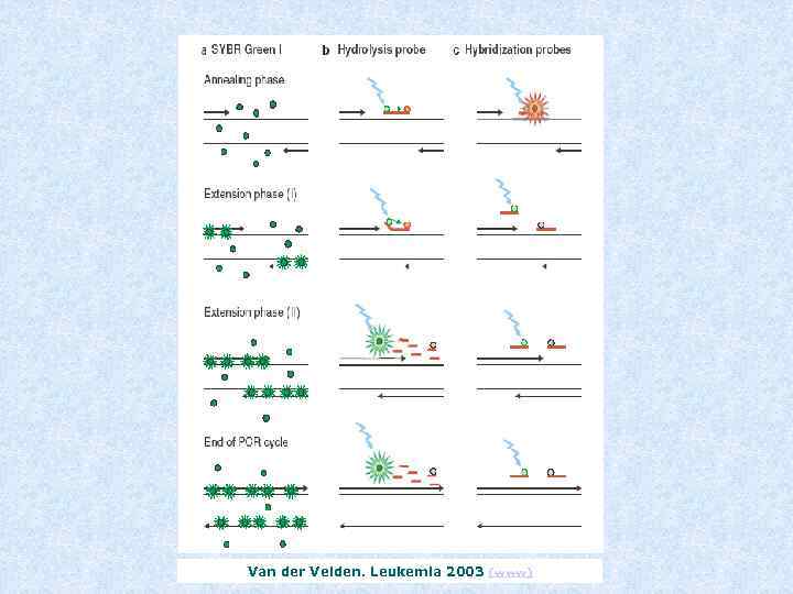 Van der Velden. Leukemia 2003 (www) 