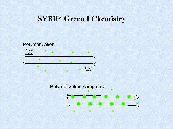 SYBR® Green I Chemistry Polymerization 5' Forward Primer 3' 5' 5' 3' Reverse Primer