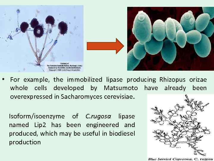  • For example, the immobilized lipase producing Rhizopus orizae whole cells developed by