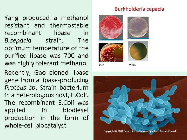 Yang produced a methanol resistant and thermostable recombinant lipase in B. sepacia strain. The