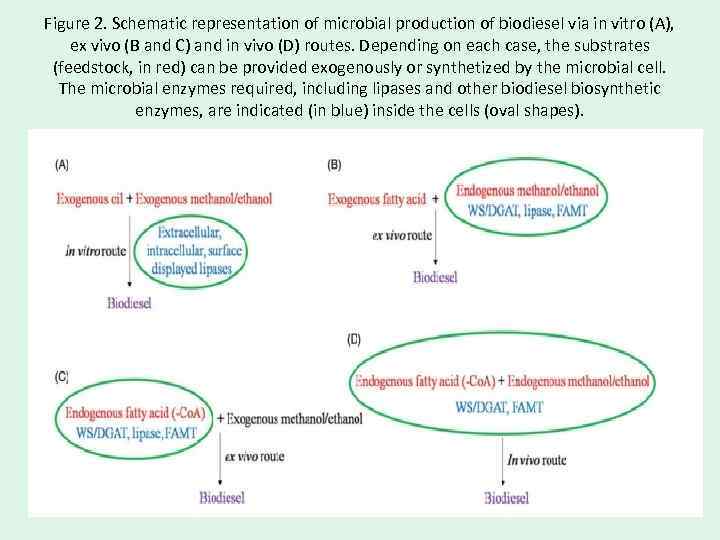 Figure 2. Schematic representation of microbial production of biodiesel via in vitro (A), ex