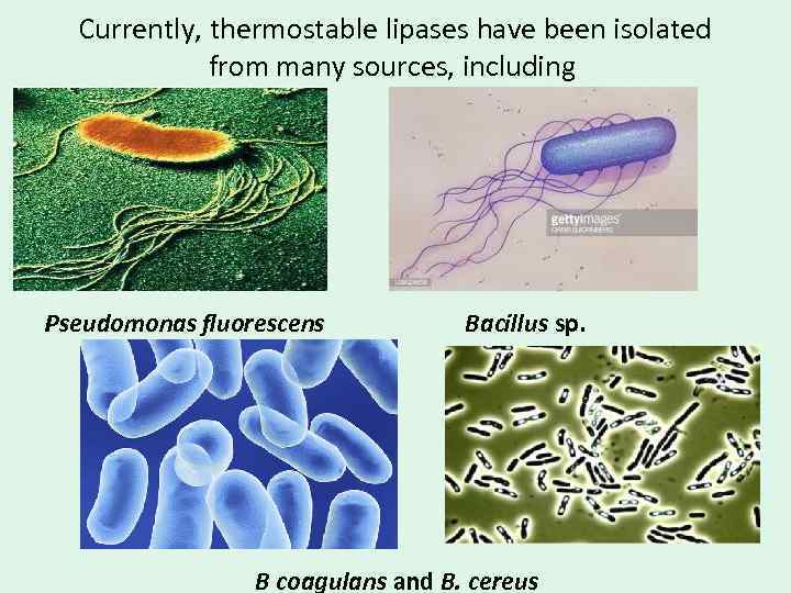 Currently, thermostable lipases have been isolated from many sources, including Pseudomonas fluorescens Bacillus sp.