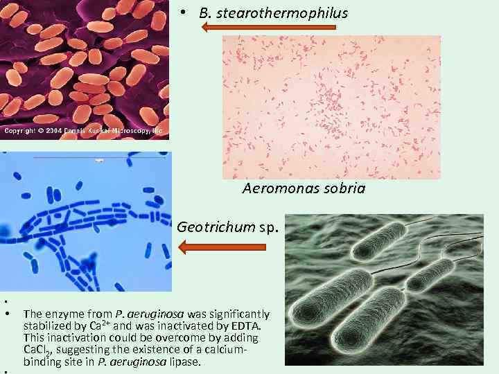  • B. stearothermophilus Aeromonas sobria Geotrichum sp. • • The enzyme from P.