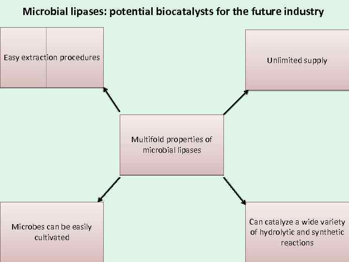 Microbial lipases: potential biocatalysts for the future industry Easy extraction procedures Unlimited supply Multifold