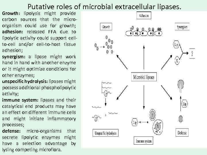 Putative roles of microbial extracellular lipases. Growth: lipolysis might provide carbon sources that the