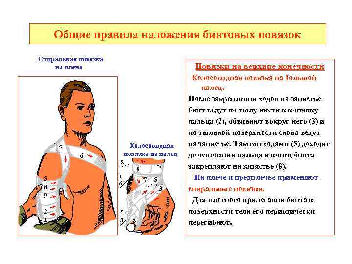 Общие правила наложения бинтовых повязок Спиральная повязка на плечо Повязки на верхние конечности Колосовидная