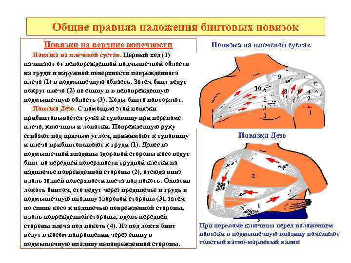 Общие правила наложения бинтовых повязок Повязки на верхние конечности Повязка на плечевой сустав. Первый