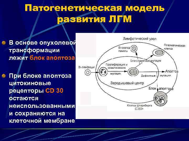 Патогенетическая модель развития ЛГМ В основе опухолевой трансформации лежит блок апоптоза При блоке апоптоза